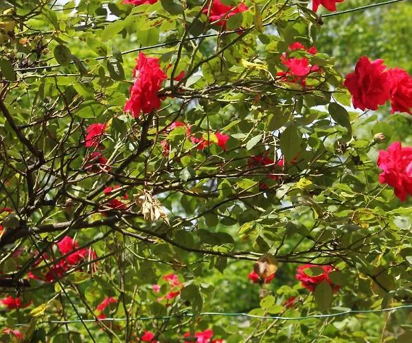 Orange House In The Old Town Plovdiv- Free Parking Гостьовий будинок Пловдив