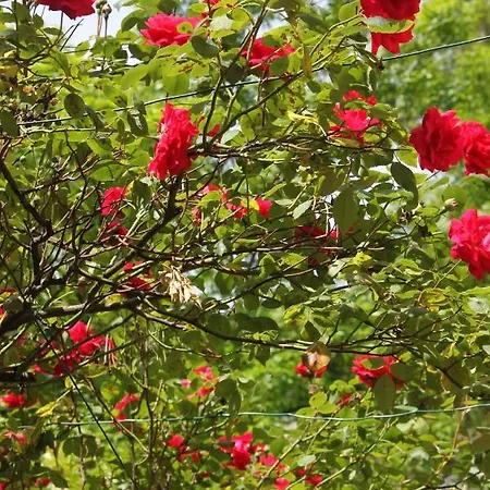 Orange House In The Old Town Plovdiv- Free Parking בית הארחה פלובדיב